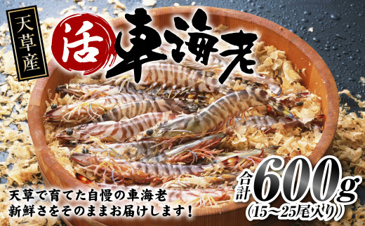 【指定日必須】天草産 活車海老 600g（15～25尾入り）【発送期間2024年11月05日から2025年4月30日】活き海老 刺身 車エビ えび 活き車海老 車えび 