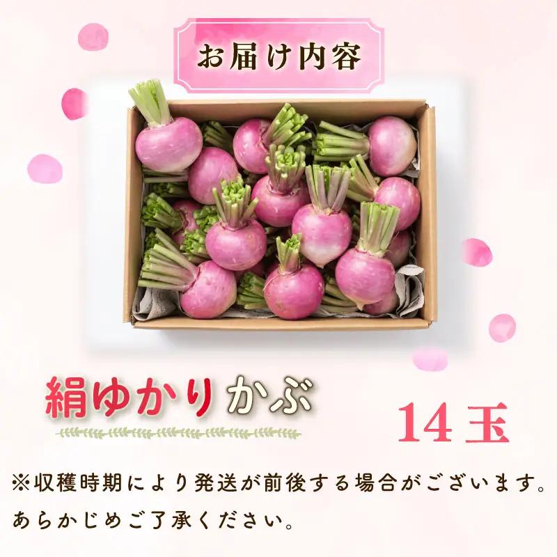 【先行予約  国産 かぶ】 国産 かぶ 蕪 カブ 絹ゆかりかぶ 紫かぶ 丸新柴本製茶 静岡 県 牧之原市