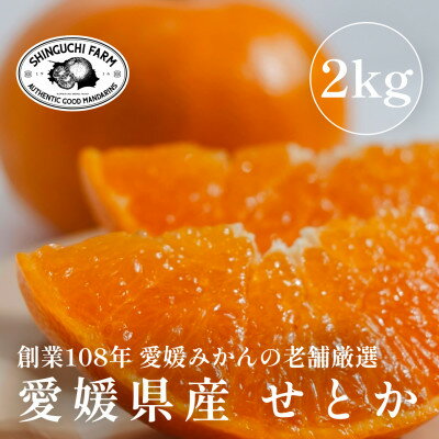 【ふるさと納税】【2026年2月発送】柑橘の大トロ【せとか 2kg】家庭用 愛媛みかんの老舗【C70-8】_ みかん ミカン 柑橘 フルーツ 果物 くだもの 青果 せとか 産地直送 産直 愛媛 甘い ジューシー 常温 家庭用 希少 【1451139】