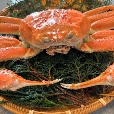 ふるさと納税 岩美町 鳥取網代港【訳あり】浜茹で!松葉ガニ(中)700g【さかなや新鮮組】 |  | 01