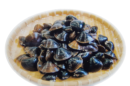 [令和8年9月中旬発送] 青森県十三湖産【冷蔵】活ヤマトシジミ 中 1.5kg｜十三湖産 青森 津軽 つがる しじみ みそ汁 味噌汁 しじみ汁 [0563]