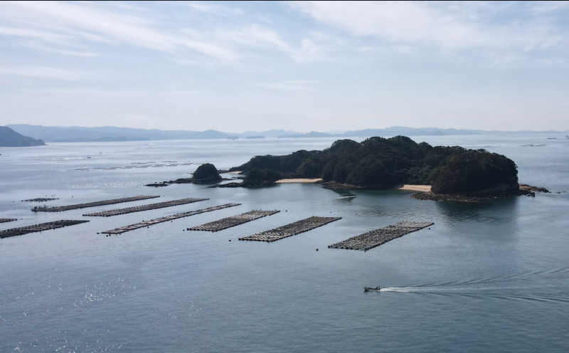 [A310p］ 【 干物 】 五島近海とれたて 一夜干し セット 直送 冷凍 小分け 鯵 カマス あじ 桜干し サバ ぶり 鰤 青アジ スルメイカ 一夜干し イカ 個包装 長崎県 佐世保市