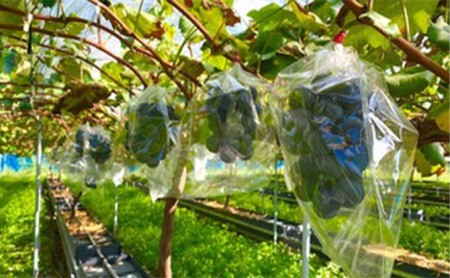 【2026年先行予約】まつもとぶどう園 ナガノパープル2房 約1kg ナガノパープル