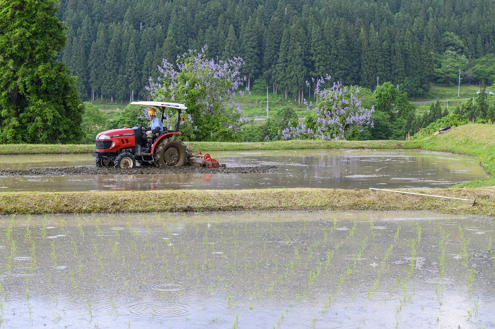 【令和7年(2025年)6月発送】美味しい新米！栄村産コシヒカリ最高評価特Ａ米「心づかい」5kg （令和6年産）