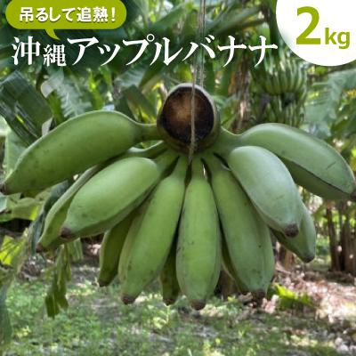 ふるさと納税 西原町 吊るして追熟!飾れる沖縄アップルバナナ2kg