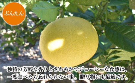 「長崎ざぼん・ぶんたん」 セット 8kg / 柑橘 柑橘類 人気柑橘 フルーツ 2種食べ比べ 柑橘フルーツ 長崎県産柑橘 長崎 フルーツジャム 柑橘ジャム かんきつ 柑橘食べ比べ 完熟柑橘 ざぼん ザ
