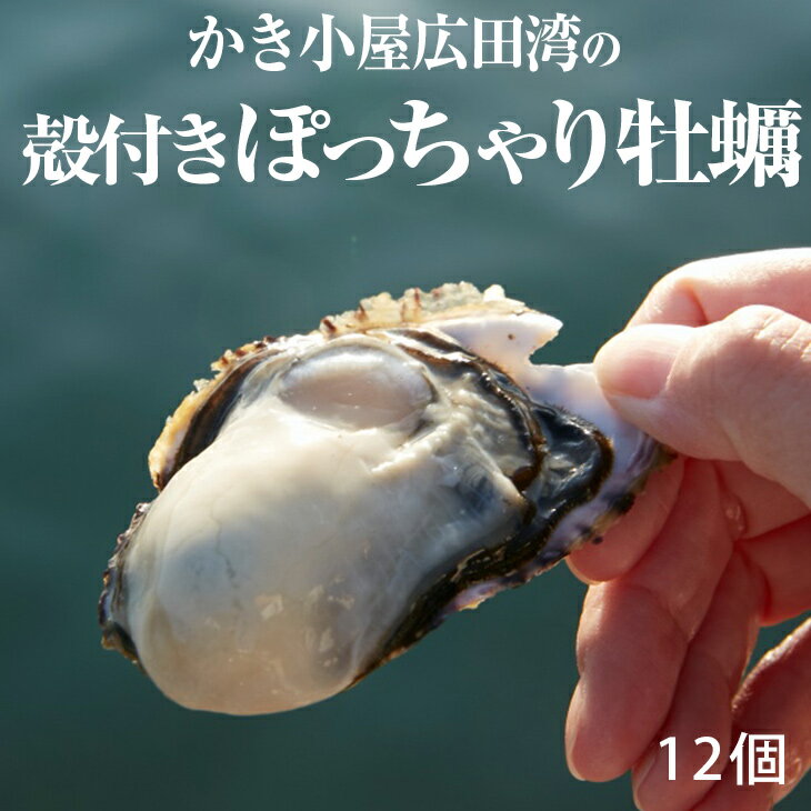 【ふるさと納税】殻付き ぽっちゃり 牡蠣 12個入り ナイフ 軍手 付き [ かき カキ オイスター 海産物 海鮮 魚介類 冷蔵 ぷりぷり 料理 鍋 バーベキュー BBQ キャンプ シングルシード 人気 おすすめ 三陸 岩手 陸前高田 かき小屋広田湾 ]