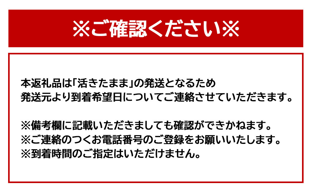【訳あり】天然 活 伊勢海老 約2kg（ 5～10尾 大きさ 不揃い ）南紀黒潮イセエビ 年末年始 お正月 お届け可｜ 期間限定 漁師直送 海鮮 海老 とれたて 人気