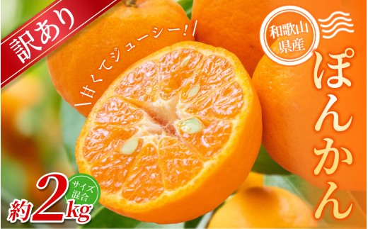 【訳あり】 森本農園の手選別 ポンカン約2kg 和歌山県産 サイズ混合 【北海道・沖縄・離島配送不可】【2026年1月上旬～2月上旬頃に順次発送】【RN13】