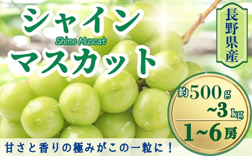 
                  【2026年先行予約】シャインマスカット 約500g / 約1.1kg / 約1.5kg / 約2kg / 約3kg｜ 果物 フルーツ 白ぶどう 葡萄 ブドウ 種無し 種なし 皮ごと 千曲市 長野県 信州
                