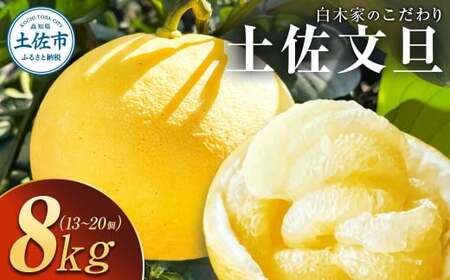 【先行予約】白木家のこだわり土佐文旦 露地 文旦 約8kg 13~20個入り L~3Lサイズ混合 〈2027年2月上旬〜3月上旬頃発送〉ぶんたん ブンタン 果物 柑橘 フルーツ お取り寄せ 特産品 美