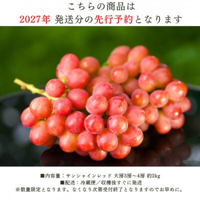【2027年発送 先行受付】希少サンシャインレッド 3房～4房 約2kg【配送不可地域：離島】
