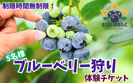 ブルーベリー狩り チケット 5名様 千葉県 銚子市 ふるさと納税 ブルーベリー フルーツ狩り フルーツ 果物狩り 果物 チケット ブルーベリー狩り ブルーベリー摘み 6月 7月 8月 AGRIMOVADO アグリモバード                            