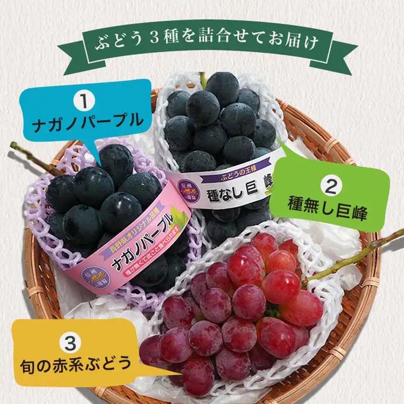 長野県産 旬のぶどう3種セット 種無し巨峰 ナガノパープル 赤系ぶどう 各1房 約1.5kg ［おぶせファーマーズ］ 詰め合わせ 詰合せ 食べ比べ 果物 フルーツ ぶどう 葡萄 クール便 冷蔵便 令和