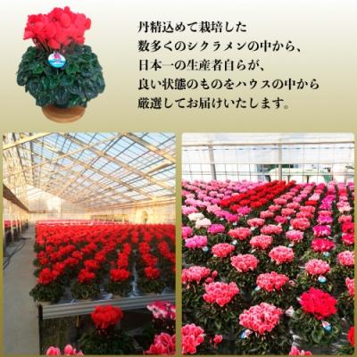 ふるさと納税 南相馬市 【2026年 先行予約】シクラメン プルマージュ 6号 | 花ギフト プレゼント 花苗 根本園芸 |  | 02