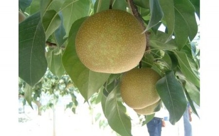 【先行予約】 《数量限定》 幸田町産「梨」5kg（10～12玉）箱入り なし 果物 フルーツ お取り寄せ ※2026年8月中旬～9月下旬頃に順次発送予定 ※着日指定不可 ※北海道・沖縄・離島への発送不