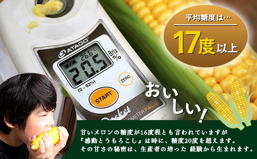 感動とうもろこし ( 約8kg / 20～26本 ) 数量限定 鹿児島産 ゴールドラッシュ ★2026年5月中旬以降発送★FR-522