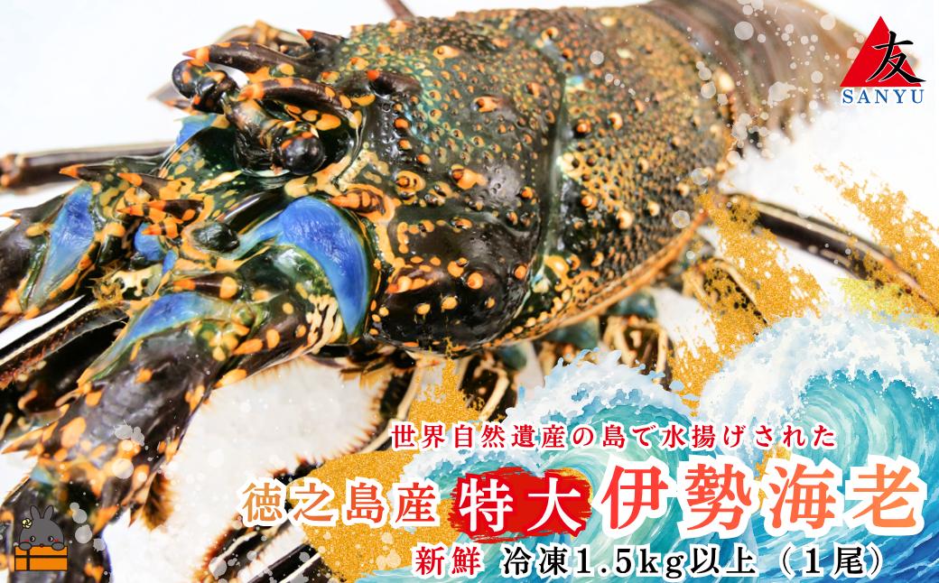 新鮮なまますぐ冷凍!!徳之島産冷凍“特大”伊勢海老1尾（1.5kg以上）　（ 伊勢えび イセエビ いせえび 伊勢えび 伊勢エビ えび エビ 海老 鍋 ご馳走 海の幸 料理 海産物 家族 正月 お祝い サンユウ ）
