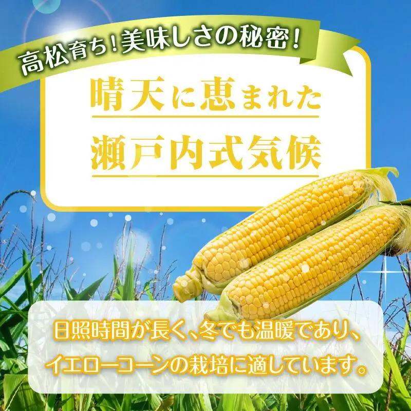 訳あり ご家庭用 瀬戸内イエローコーン 約8kg【2026-6月上旬～2026-7月中旬配送】| コーン