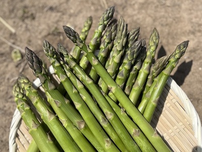 アスパラガス 先行予約 夏アスパラガス 約1.3kg+100g S～2L 約50本前後 訳あり 不揃い マコト農園 規格外 アスパラ グリーンアスパラ 野菜 旬 旬の野菜 産地直送 2026年 202