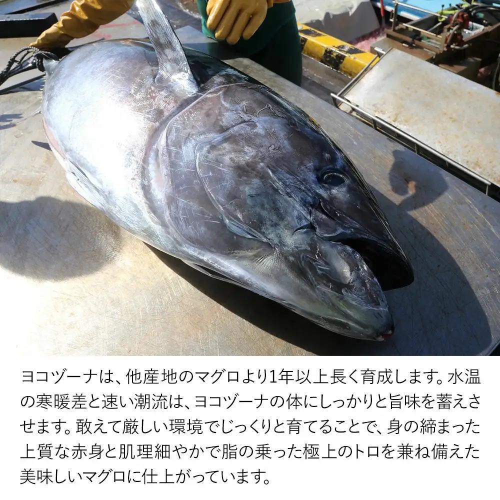 本まぐろ ヨコヅーナ 頭肉 1尾分 | 本まぐろ 津久見市