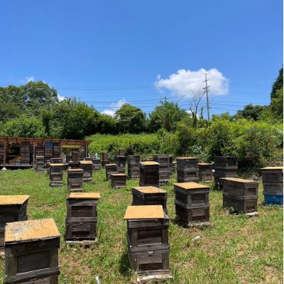 ふるさと納税 瑞浪市 純粋ハチミツ(アカシア　山桜　ソヨゴ　野山の花　300g×各1) |  | 01