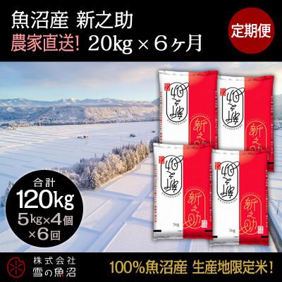 ふるさと納税 十日町市 【毎月定期便】【中里地域限定!魚沼産 新之助】20kg(5kg×4袋)×6 合計120kg全6回