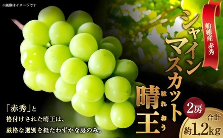 [HS]ぶどう 最高級品シャイン マスカット 晴王 2房 〈合計約1.2kg〉【2026年9月上旬～10月下旬発送】【ブドウ 葡萄  岡山県産 船穂産 フルーツ 果物 ギフト】