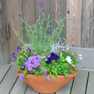 ふるさと納税 朝倉市 【母の日ギフト】ブルー・パープルの爽やかな色合いで統一、季節のお花寄せ植え |  | 01