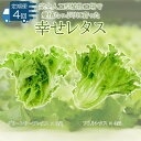 【ふるさと納税】 野菜 レタス 定期便 4回 詰め合わせ 栽培期間中農薬不使用 セット 計7個 幸せレタス フリルレタス グリーンリーフ 水耕栽培 LED 栽培 低菌 野菜 丸ごと ベジタブル 副菜 常備菜 サラダ ヴィーガン ヘルシー お楽しみ