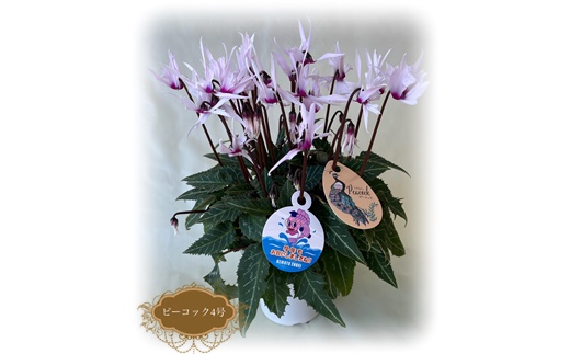 【2026年 先行予約】シクラメン ピーコック 4号鉢 | 根本園芸 【53850-015】