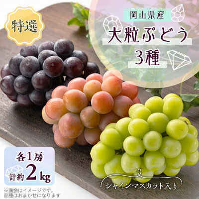 【ふるさと納税】1061.【先行予約】特選大粒ぶどう3種セット(シャインマスカット入り)10月初旬〜12月発送予定【1488997】