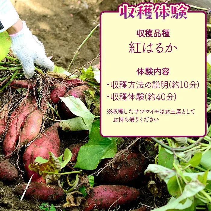 491 さつまいも掘り 体験チケット （４名まで利用可能）