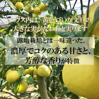 【先行予約】温室土佐文旦 L～3L 約6kg（10～14個入り）〈2026年12月上旬～12月下旬頃〉/ 高糖度 温室 ブンタン ぶんたん 土佐文旦 ハウス文旦 約6キロ 高知県 土佐市産 フルーツ 