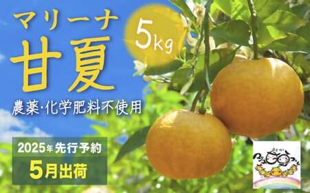 【先行予約 ５月出荷】マリーナ 甘夏 ５kg 宇宙が喜ぶ甘夏みかん 農薬・化学肥料不使用 自然栽培 みかん 果物 三重県 尾鷲市 　MA-7