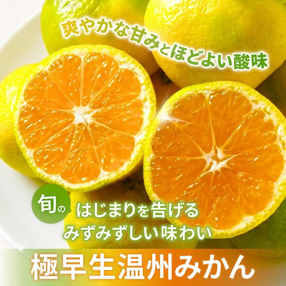 みかん 極早生温州みかん 10㎏【knpr0013A】