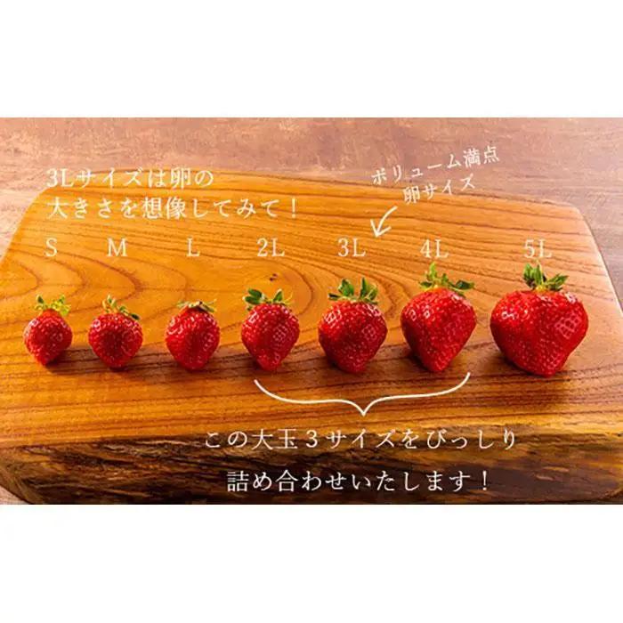 【2027年発送】完熟 あまおう 大玉 詰め合わせ 1.2kg ｜あまおう 産直