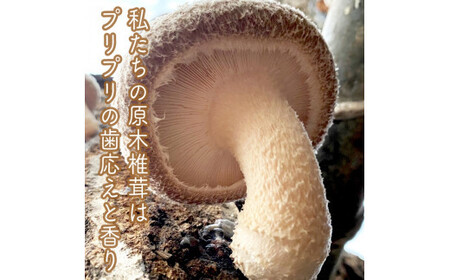 小田原の里山で湧水を贅沢に使って育てた原木生椎茸(300g×2パック)