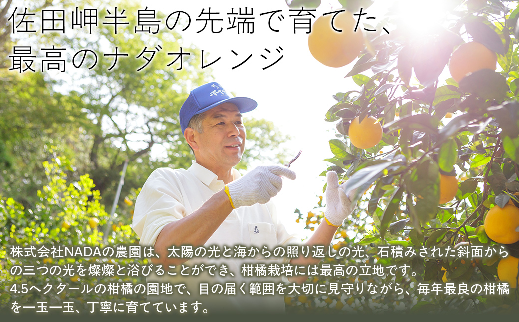 【先行予約】【農家直送】愛媛県産 ナダオレンジ 家庭用 4.5kg（2025年5月中旬より順次発送予定） IKTC006