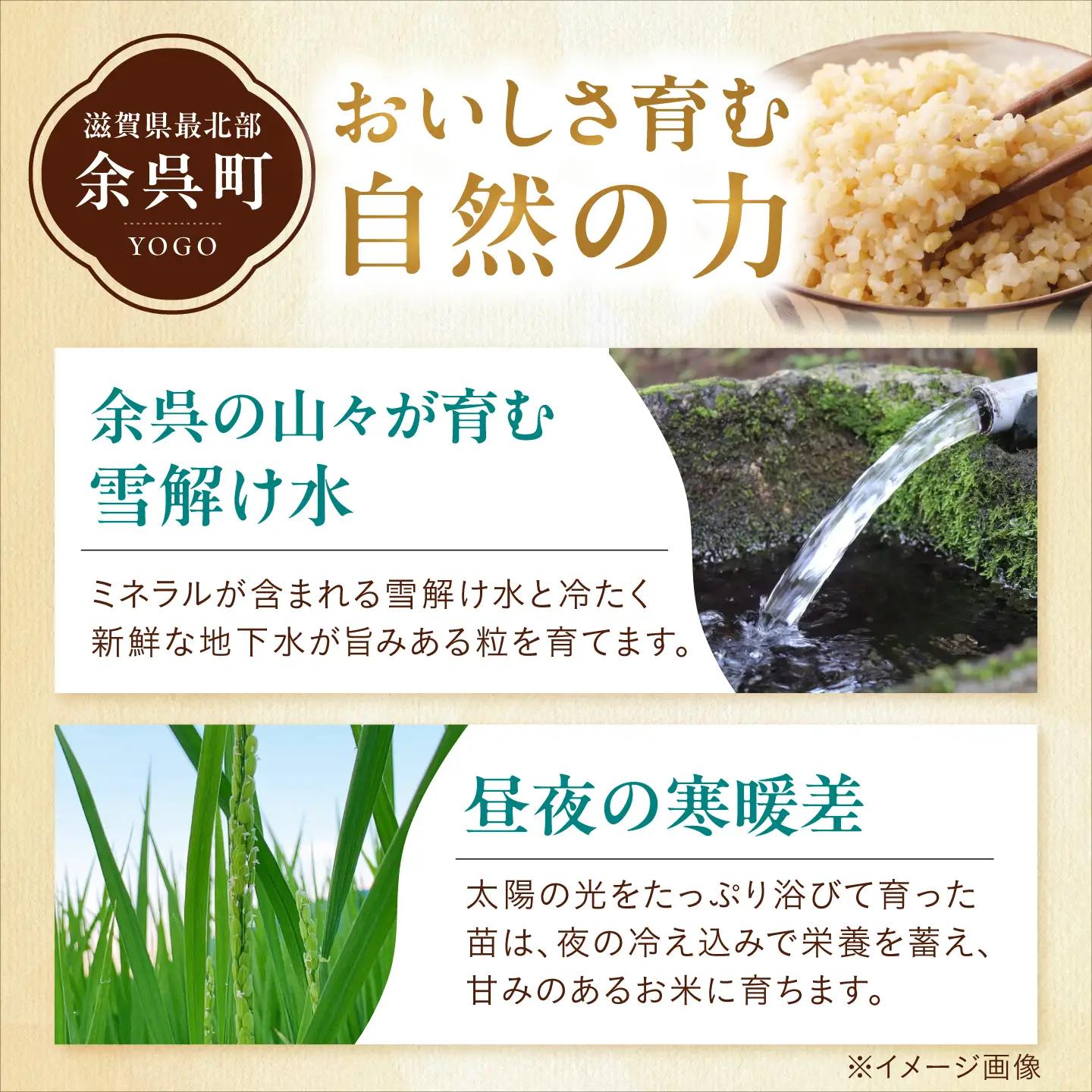 ＜先行予約＞特別栽培米コシヒカリ10kg 玄米[AQEB006]