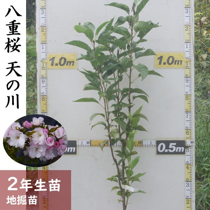 
            2年生苗 サクラ(桜) 天の川)[地掘苗 2024年]苗木 庭木 記念樹 花木 さくら 鉢植え ※北海道・沖縄・離島への配送不可 ※2025年11月中旬～2026年4月下旬頃に順次発送予定
          