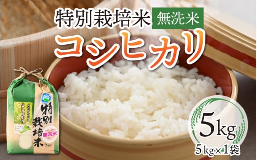 【先行予約】令和7年産 新米 特別栽培米コシヒカリ 5kg ×1袋（無洗米）【発送は2025年9月20日より】 [A-005002]