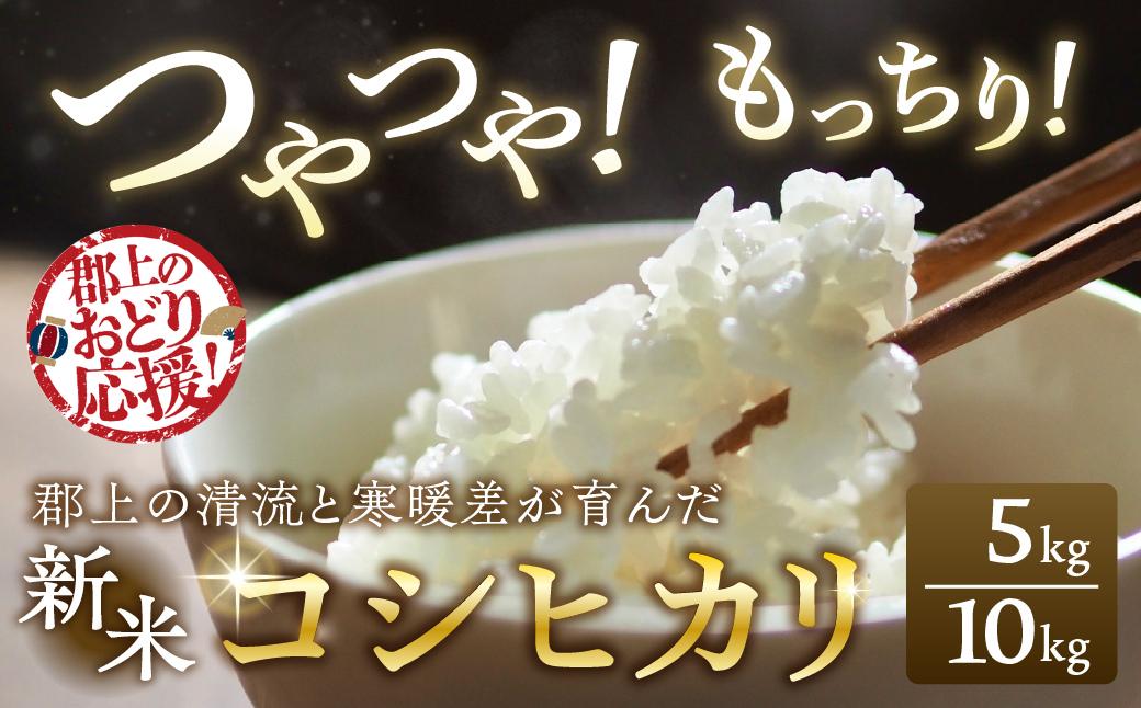 
                  令和７年産 郡上産こしひかり 5kg 10kg 内容量選べる 食品 米 精米 白米 コシヒカリ お米 コメ こめ 米  G0192
                
