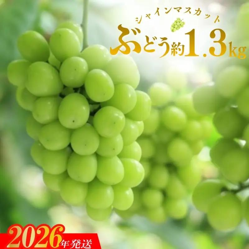 No.3344果物の里 福島のシャインマスカット約1.3kg(2～4房)【2026年発送】