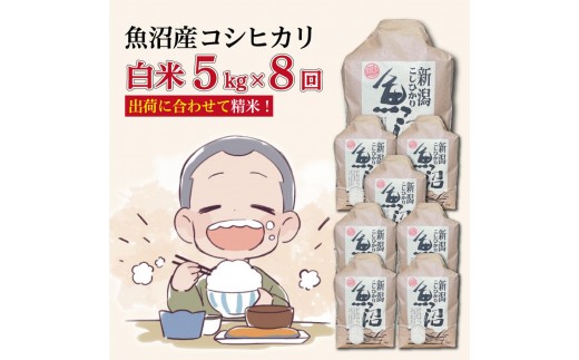 
                  【８か月定期便】令和８年産新米　魚沼産コシヒカリ 精米５kg×８回　計40kg
                