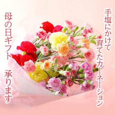 ふるさと納税 佐世保市 母の日ギフト 花農家直送 カーネーション花束 生花 切り花 22本