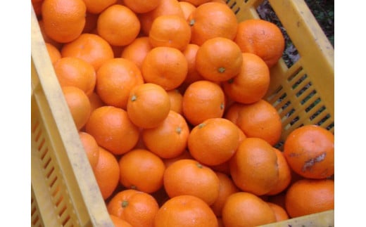 【訳あり】農家直送 有田みかん約5kg ご家庭用 サイズ混合 ※2025年11月中旬から2026年1月中旬までに順次発送予定（お届け日指定不可）※北海道・沖縄・離島への配送不可　訳ありみかん 温州みか