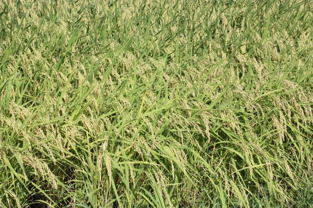 令和7年産/新潟県上越産ブランド米「新潟県認証特別栽培米・新之助」精米3kg