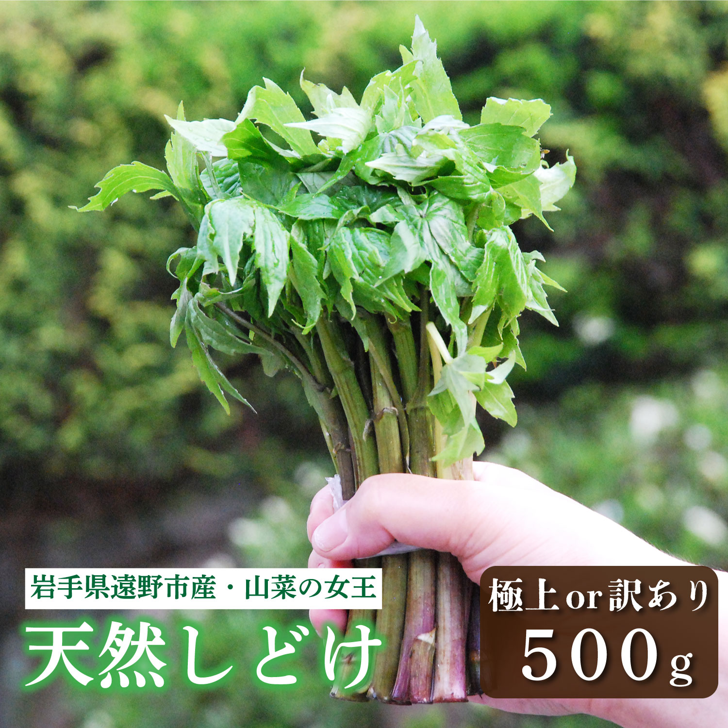 【ふるさと納税】しどけ 天然 極上品 訳あり 250g×2束 計 500g 岩手県 遠野市 産 山菜 シドケ モミジガサ 天ぷら 旬 田村りんご店 期間限定 数量限定 令和8年産 2026年産 春野菜 春 野菜 産地 直送 お取り寄せ 新鮮 おひたし 和え物 訳アリ わけあり ワケアリ 送料無料