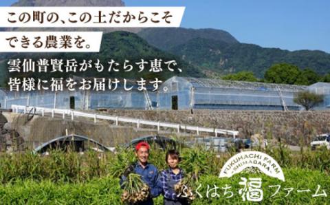 【愛情たっぷり】バジルペースト ×1本 / バジル 南島原市 / ふくはちファーム/福島農園 [SBS025]